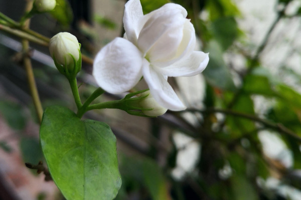 茉莉可以用迎春花嫁接嗎