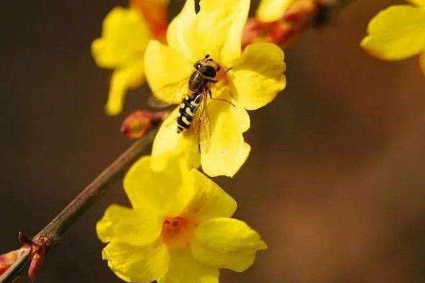 迎春花根怎么栽容易活