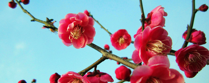 盆栽梅花怎么澆水