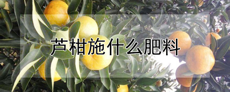 蘆柑施什么肥料