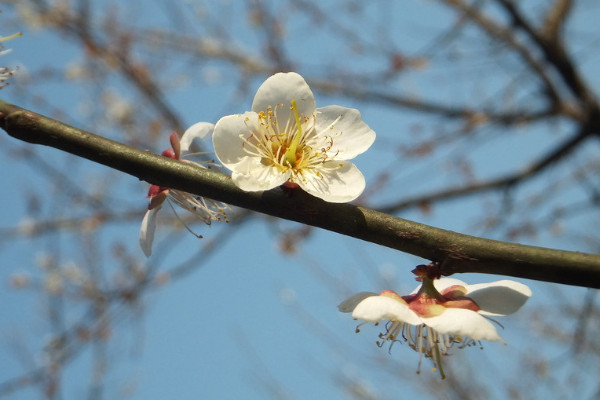 臘梅水養(yǎng)可以養(yǎng)多久