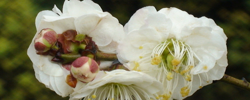 梅花夏天怕熱嗎