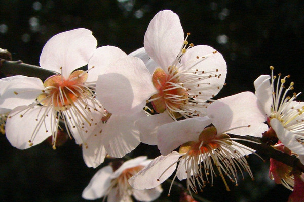 梅花夏天怕熱嗎