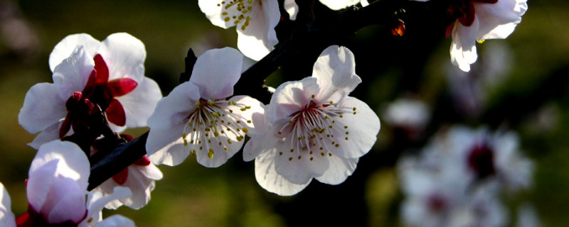 梅花幾月份開花