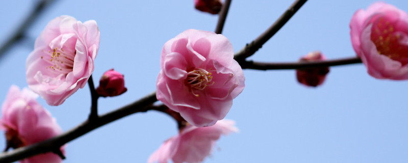 梅花夏天長葉嗎