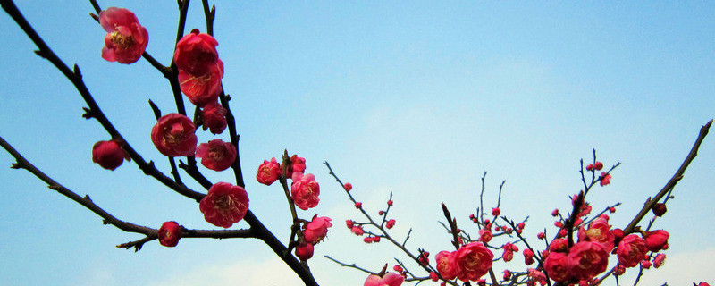 梅花秋天開花嗎