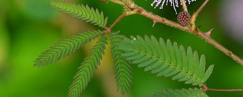 含羞草花籽怎么種