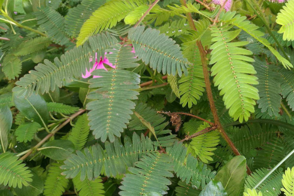 含羞草花籽怎么種