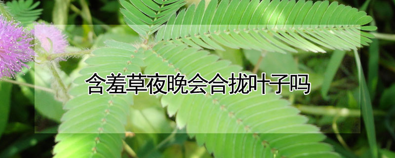 含羞草夜晚會(huì)合攏葉子嗎