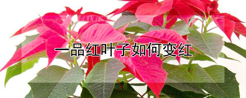 一品紅葉子如何變紅