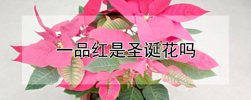 一品紅是圣誕花嗎