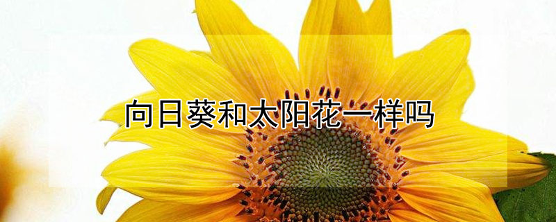 向日葵和太陽花一樣嗎