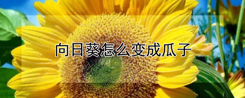 向日葵怎么變成瓜子