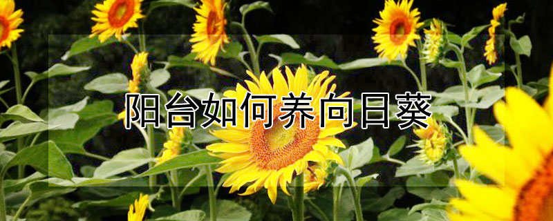 陽臺如何養(yǎng)向日葵