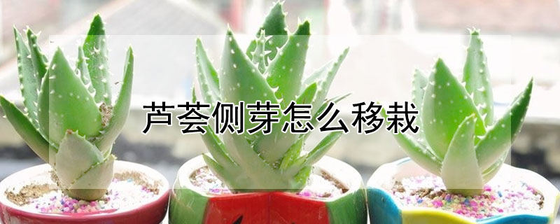 蘆薈側芽怎么移栽