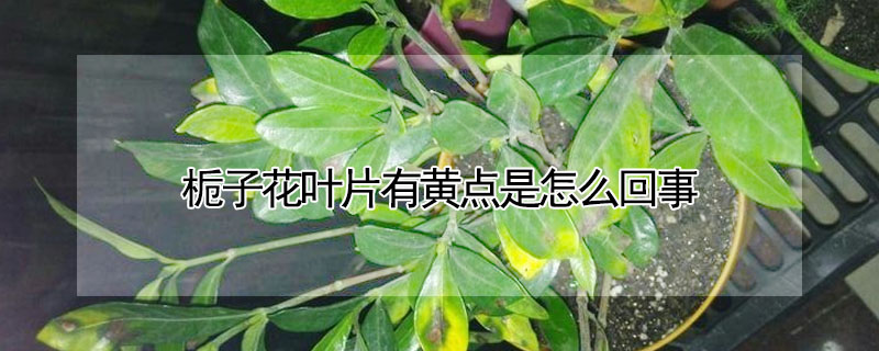 梔子花葉片有黃點(diǎn)是怎么回事