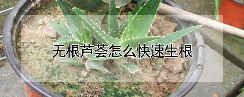 無根蘆薈怎么快速生根