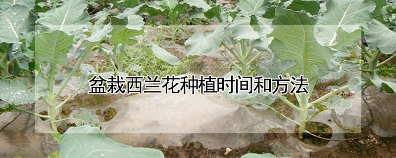 盆栽西蘭花種植時間和方法