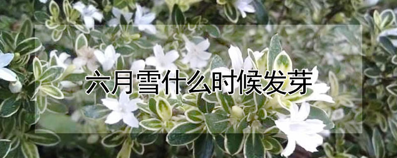 六月雪什么時候發芽