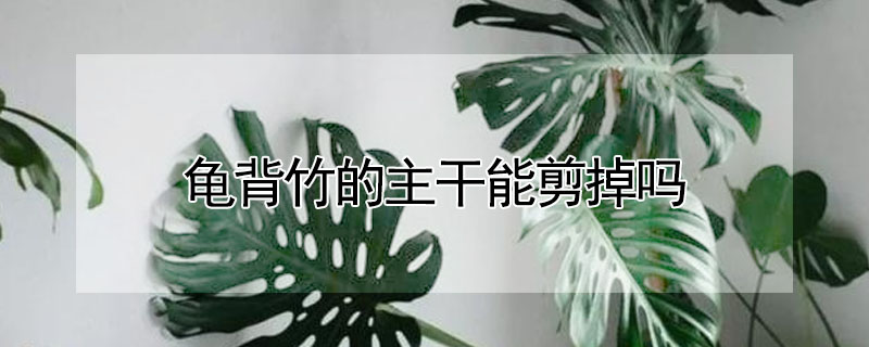 龜背竹的主干能剪掉嗎