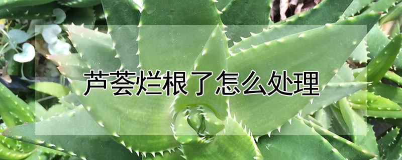 蘆薈爛根了怎么處理