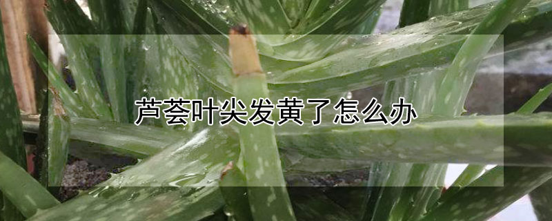 蘆薈葉尖發(fā)黃了怎么辦