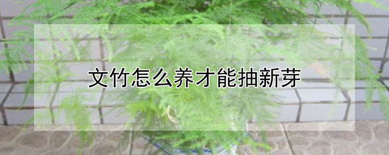 文竹怎么養(yǎng)才能抽新芽