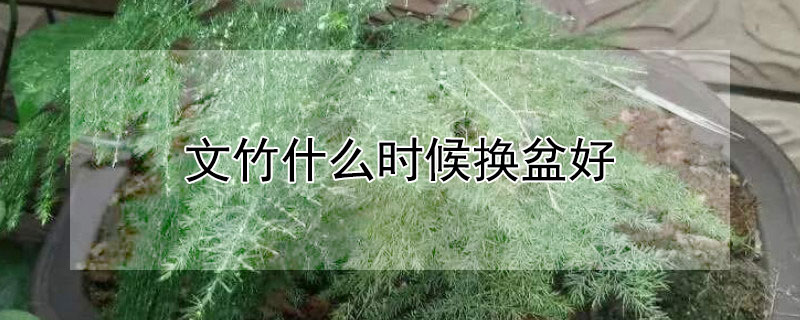 文竹什么時候換盆好