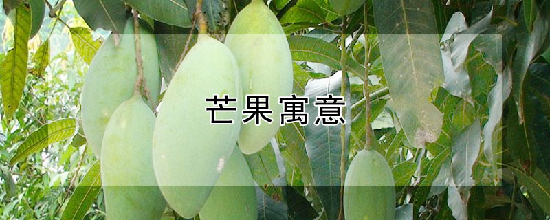 芒果寓意