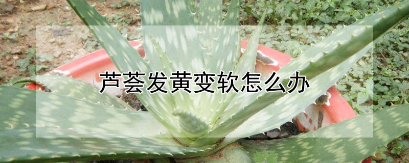 蘆薈發黃變軟怎么辦