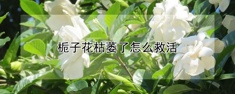 梔子花枯萎了怎么救活