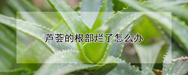 蘆薈的根部爛了怎么辦