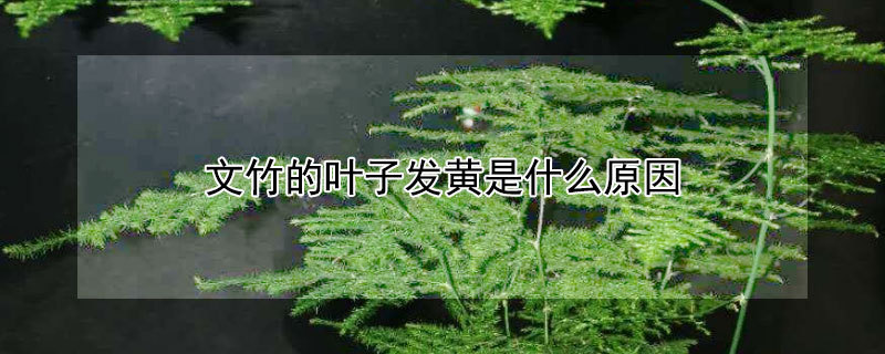 文竹的葉子發黃是什么原因