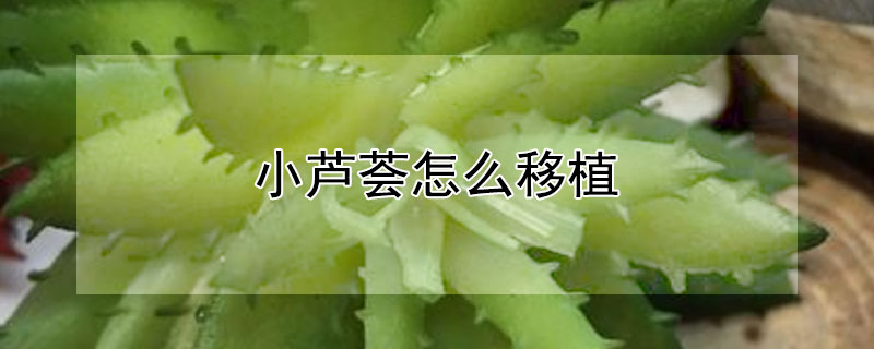 小蘆薈怎么移植