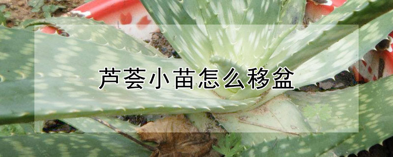 蘆薈小苗怎么移盆