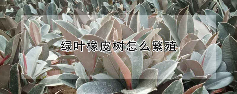 綠葉橡皮樹怎么繁殖