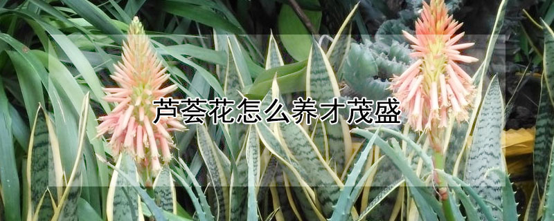 蘆薈花怎么養才茂盛