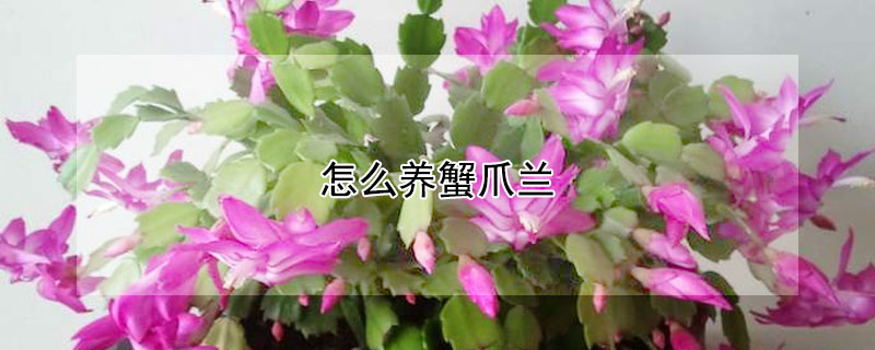 怎么養蟹爪蘭