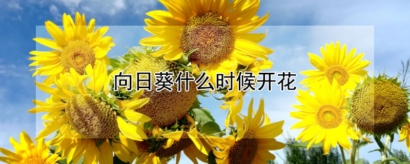 向日葵什么時候開花