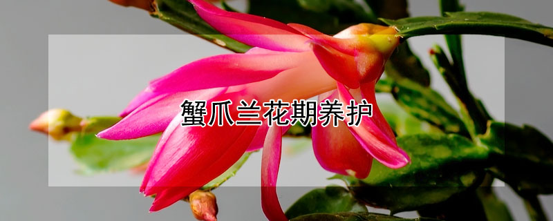 蟹爪蘭花期養(yǎng)護(hù)