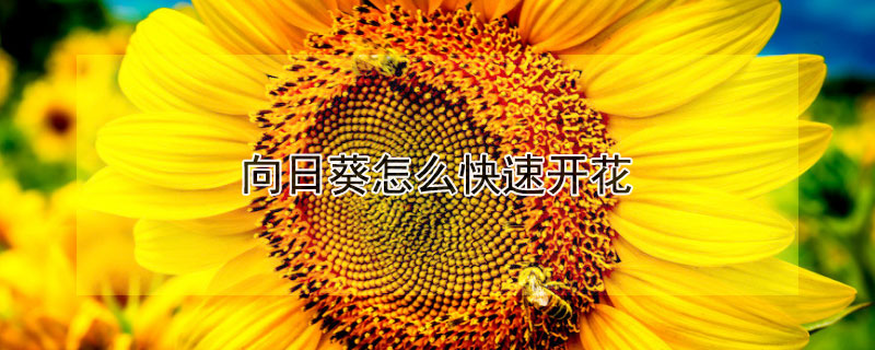 向日葵怎么快速開花