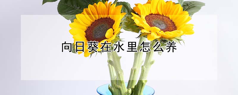 向日葵在水里怎么養(yǎng)