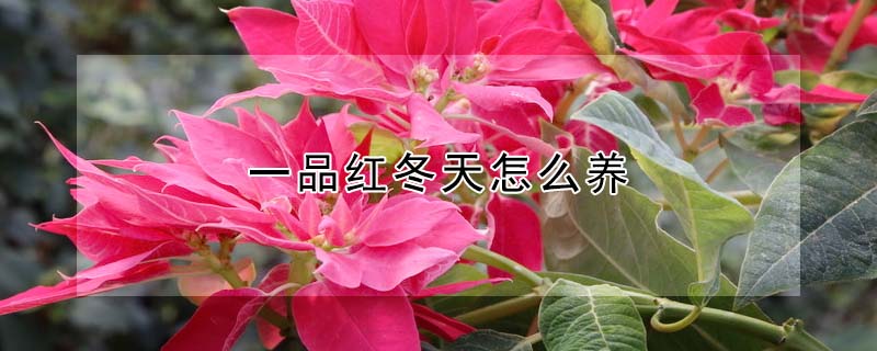 一品紅冬天怎么養(yǎng)