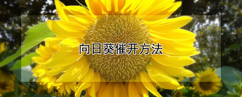 向日葵催開方法