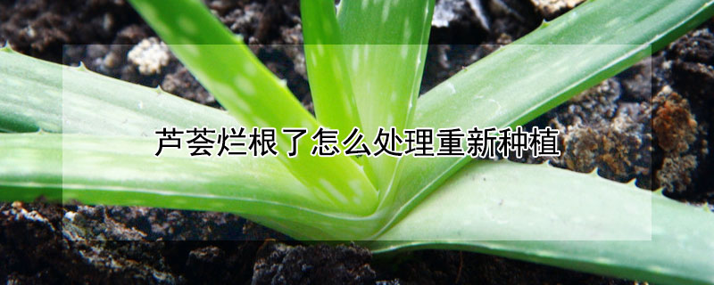 蘆薈爛根了怎么處理重新種植