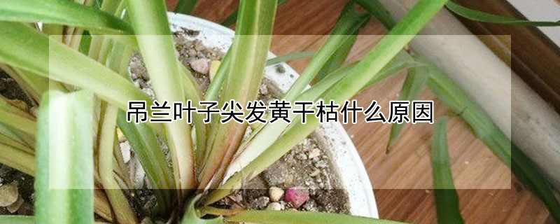 吊蘭葉子尖發(fā)黃干枯什么原因