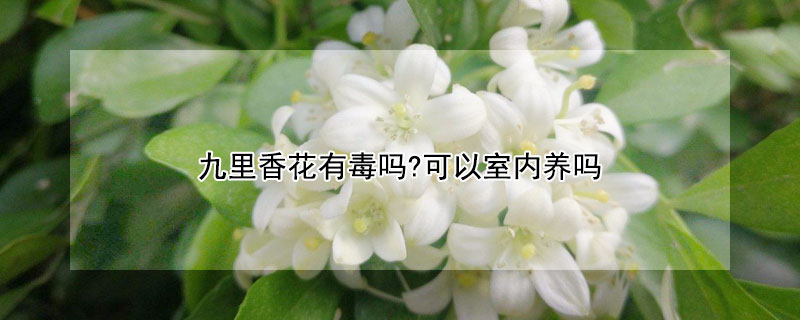 九里香花有毒嗎?可以室內養嗎