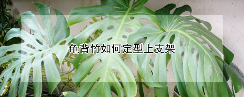 龜背竹如何定型上支架