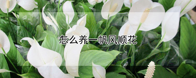 怎么養一帆風順花