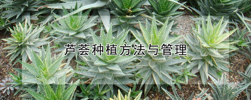 蘆薈種植方法與管理